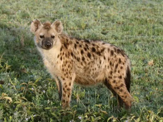 Kota to Ranthambore Tour Package