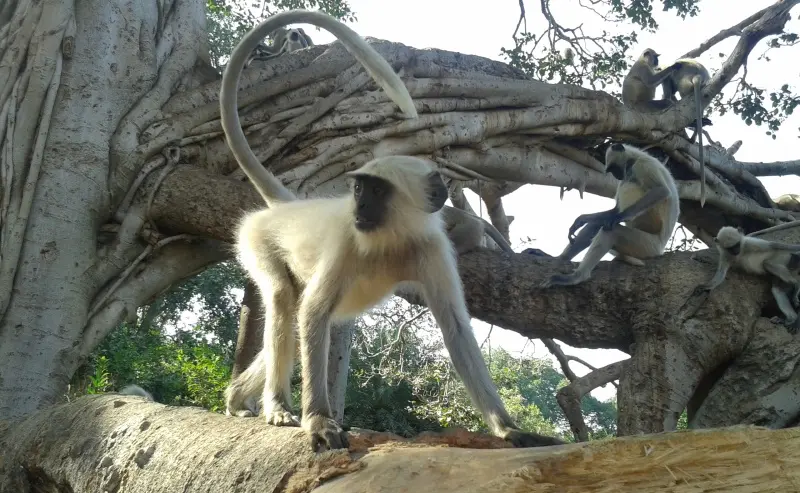 Ranthambore Weekend Tour Package