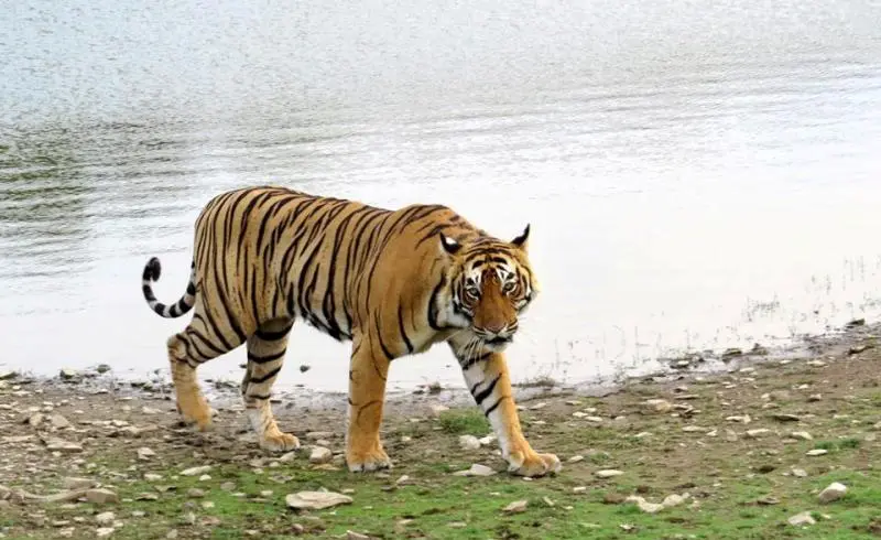 Jaipur to Ranthambore Tour Package