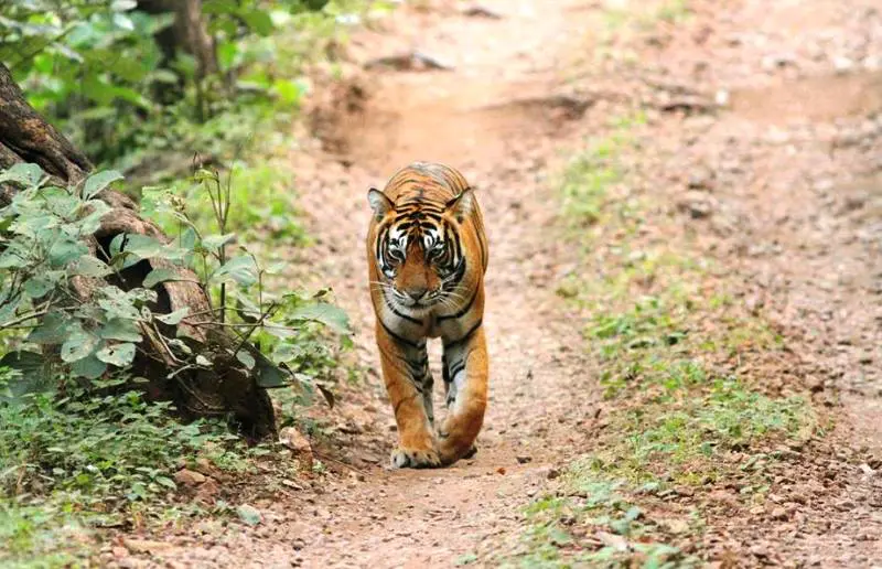 Kota to Ranthambore Tour Package