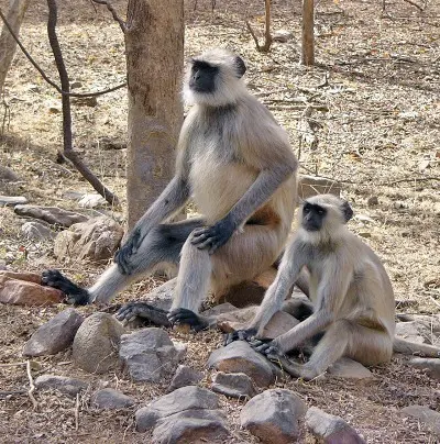 Ranthambore Monsoon Package