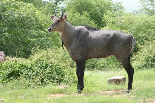 Kota to Ranthambore Tour Package