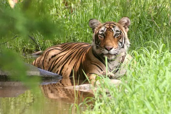 Jaipur to Ranthambore Tour Package