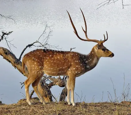 Ranthambore Weekend Tour Package