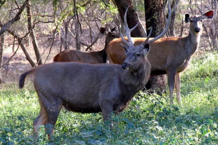 Ranthambore Weekend Tour Package