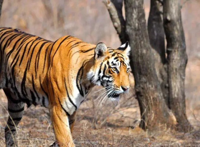 Ranthambore Monsoon Package