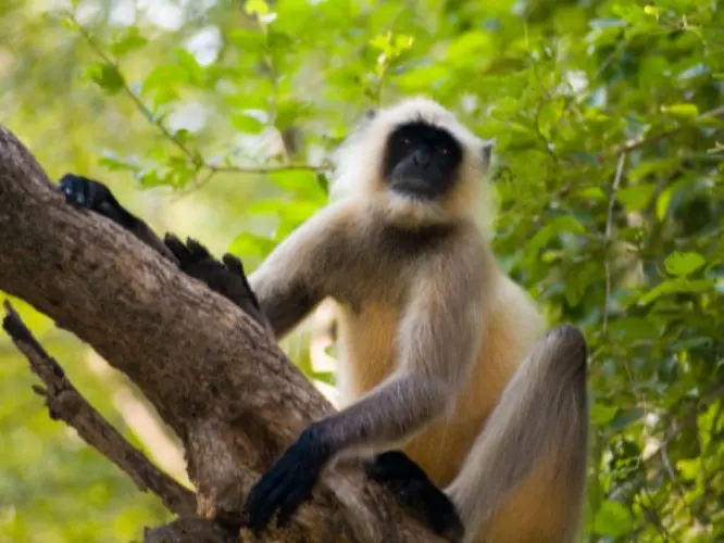 Kota to Ranthambore Tour Package