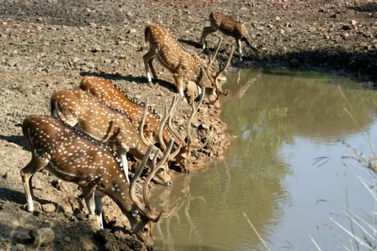 Jaipur to Ranthambore Tour Package