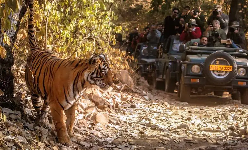 Ranthambore Weekend Tour Package