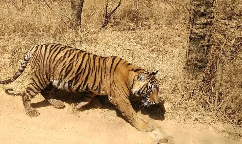 Ranthambore Weekend Tour Package