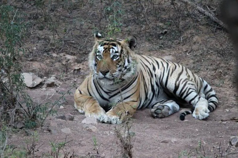 Ranthambore Weekend Tour Package