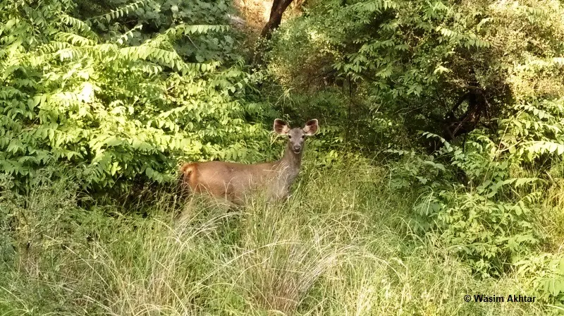 Ranthambore Weekend Tour Package