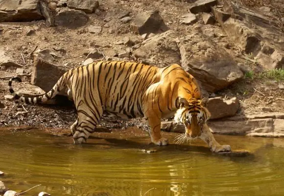 Ranthambore Weekend Tour Package