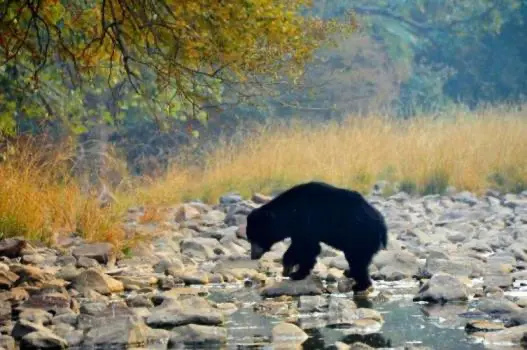 Ranthambore Weekend Tour Package