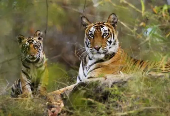 Ranthambore Weekend Tour Package