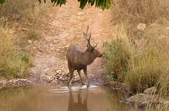 Ranthambore Weekend Tour Package