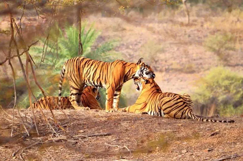 Ranthambore Monsoon Package